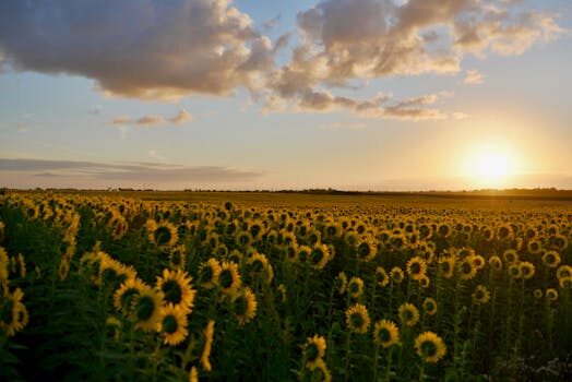 How to grow sunflowers: top tips on planting and caring for these summer beauties