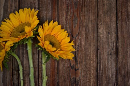 How to grow sunflowers: top tips on planting and caring for these summer beauties