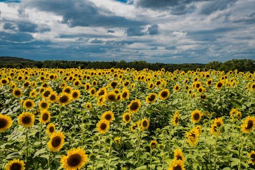 How to grow sunflowers: top tips on planting and caring for these summer beauties