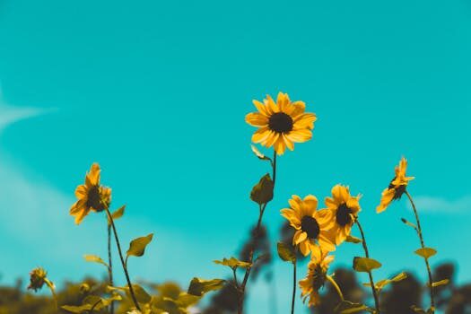 How to grow sunflowers: top tips on planting and caring for these summer beauties