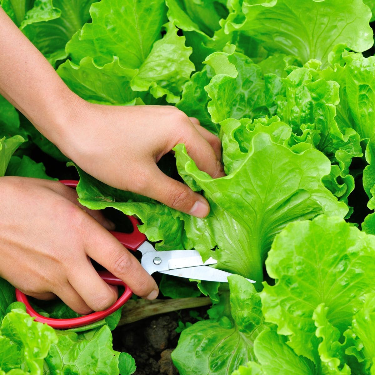 How to harvest lettuce so it keeps growing: top tips for more salad leaves