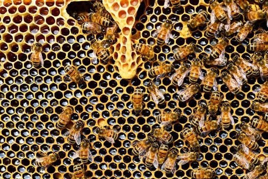 How to keep bees away from hummingbird feeders