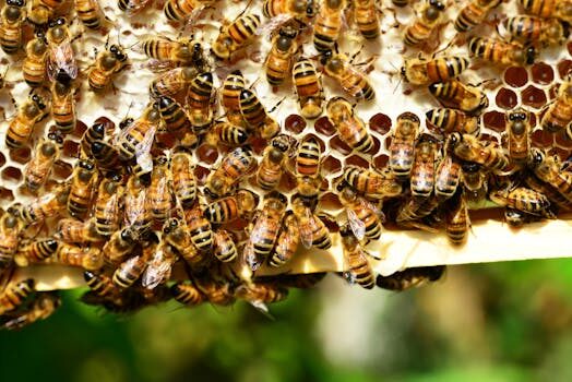 How to keep bees away from hummingbird feeders