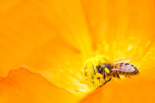 How to keep bees away from hummingbird feeders