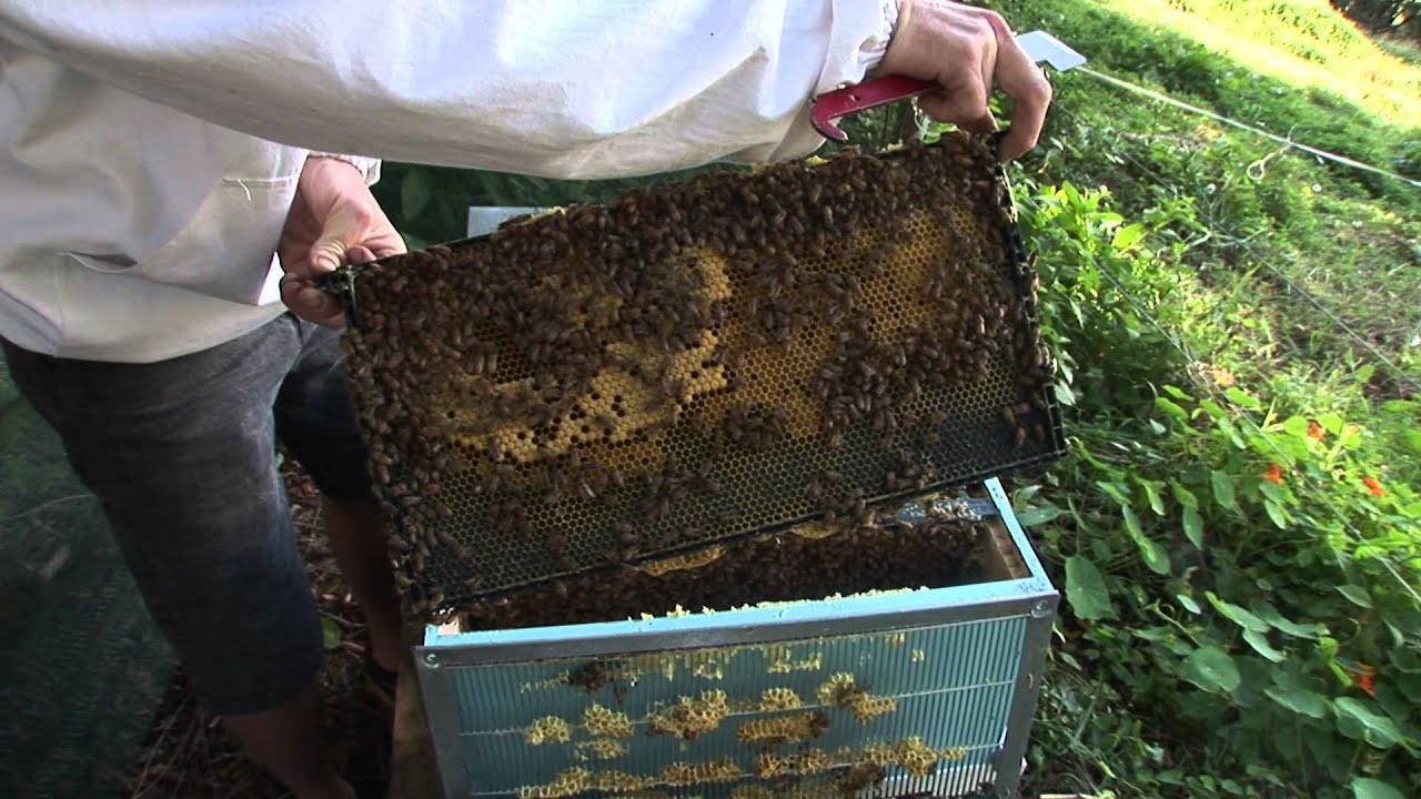 How to keep bees away from hummingbird feeders