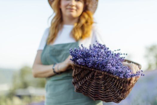 How to plant a lavender hedge