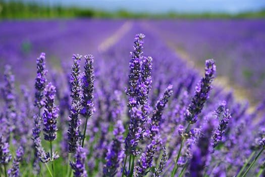 How to plant a lavender hedge