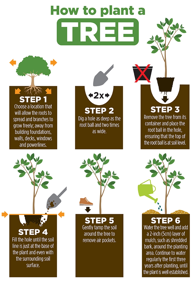 How to plant a lavender hedge