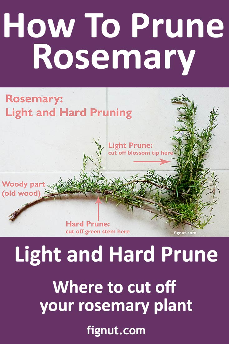 How to prune rosemary and when to do it: simple tips for healthy herbs