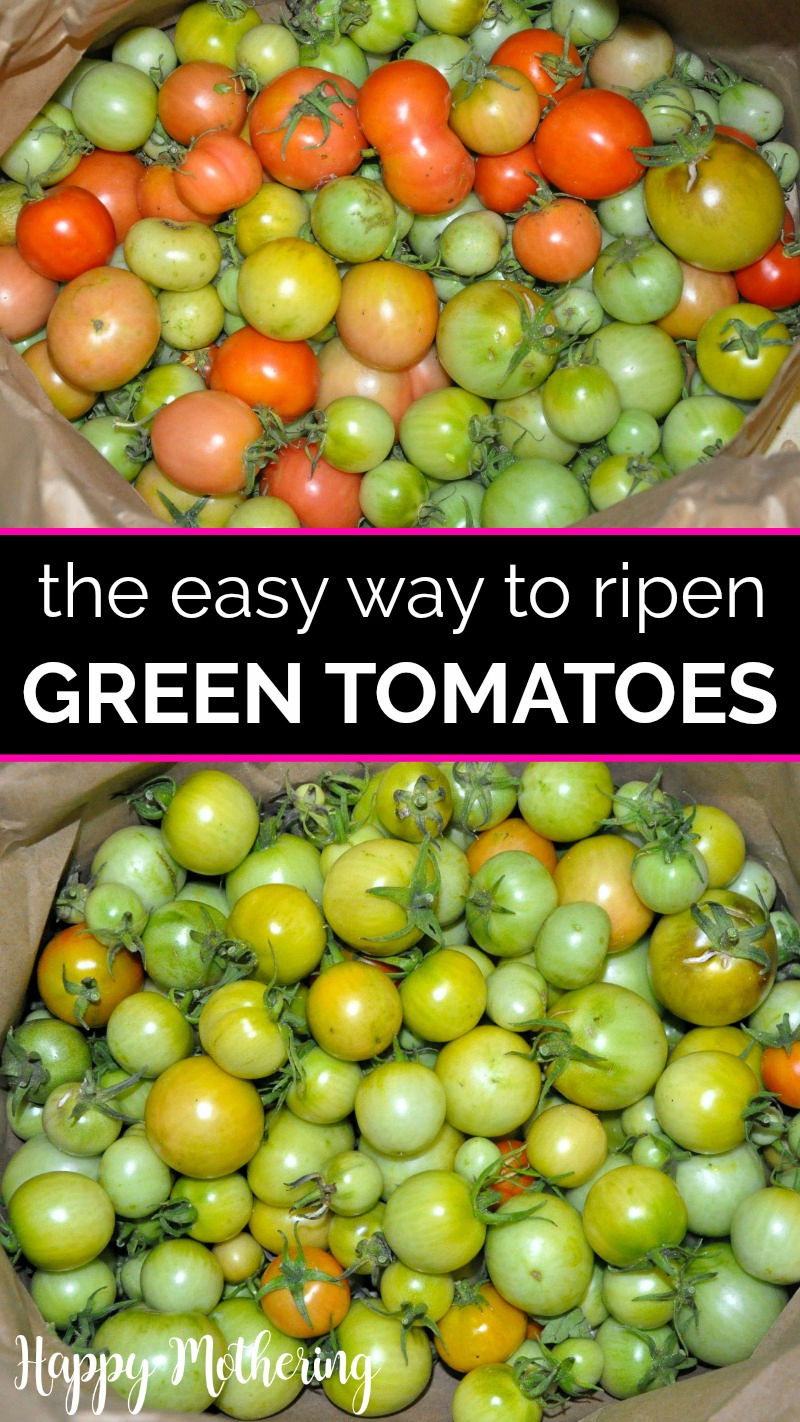 How to ripen green tomatoes: 4 easy steps to make the most of your harvest