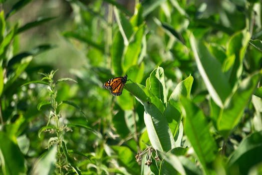 Milkweed care and growing guide: expert tips for success