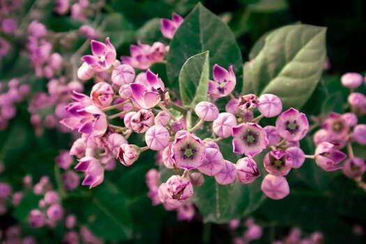 Milkweed care and growing guide: expert tips for success