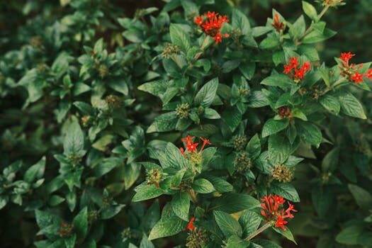 Milkweed care and growing guide: expert tips for success