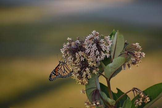Milkweed care and growing guide: expert tips for success