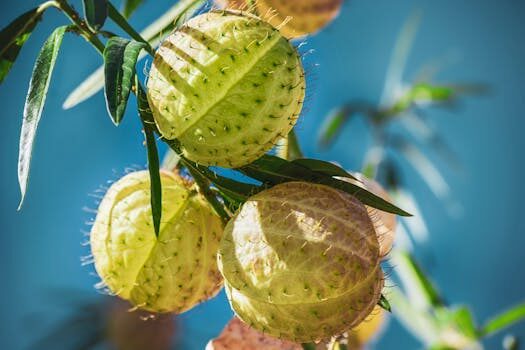 Milkweed care and growing guide: expert tips for success