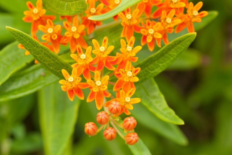 Milkweed care and growing guide: expert tips for success