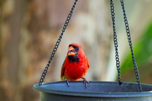 Rain chain ideas: 9 easy water-saving methods for your yard