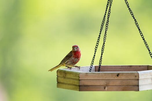 Rain chain ideas: 9 easy water-saving methods for your yard