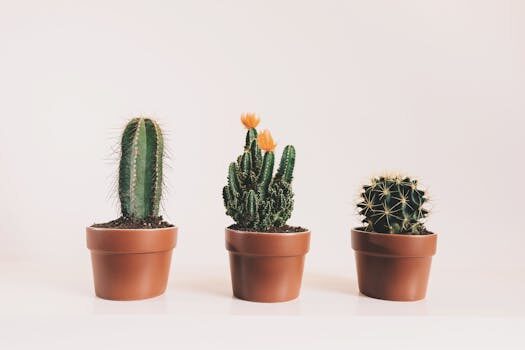 Revealed: Instagram&#8217;s most popular houseplants