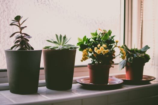 Revealed: Instagram&#8217;s most popular houseplants