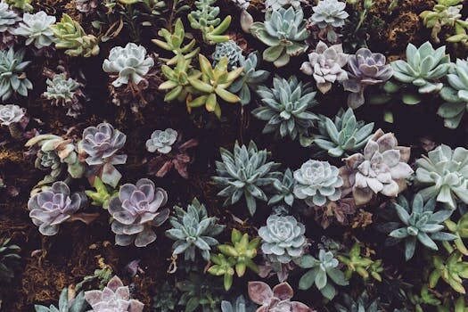 Revealed: Instagram&#8217;s most popular houseplants