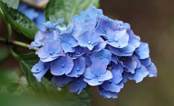 Should I deadhead hydrangeas? We explain what to do when the blooms fade