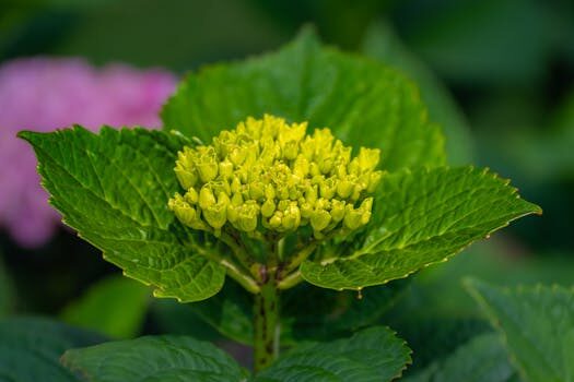 Should I deadhead hydrangeas? We explain what to do when the blooms fade