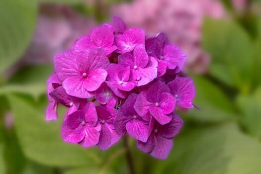 Should I deadhead hydrangeas? We explain what to do when the blooms fade