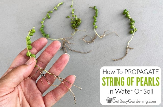 Should you propagate string of pearls in soil or water? Expert advice