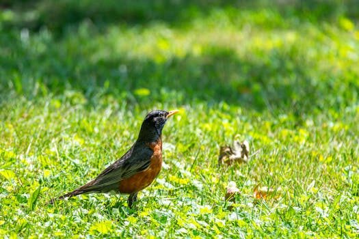 Should you use BBQ ash in garden soil? We separate fact from myth