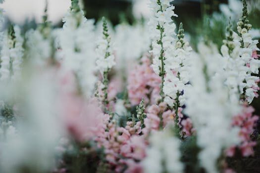 Snapdragons care guide: how to plant and grow antirrhinums