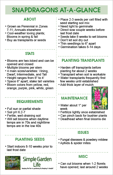 Snapdragons care guide: how to plant and grow antirrhinums