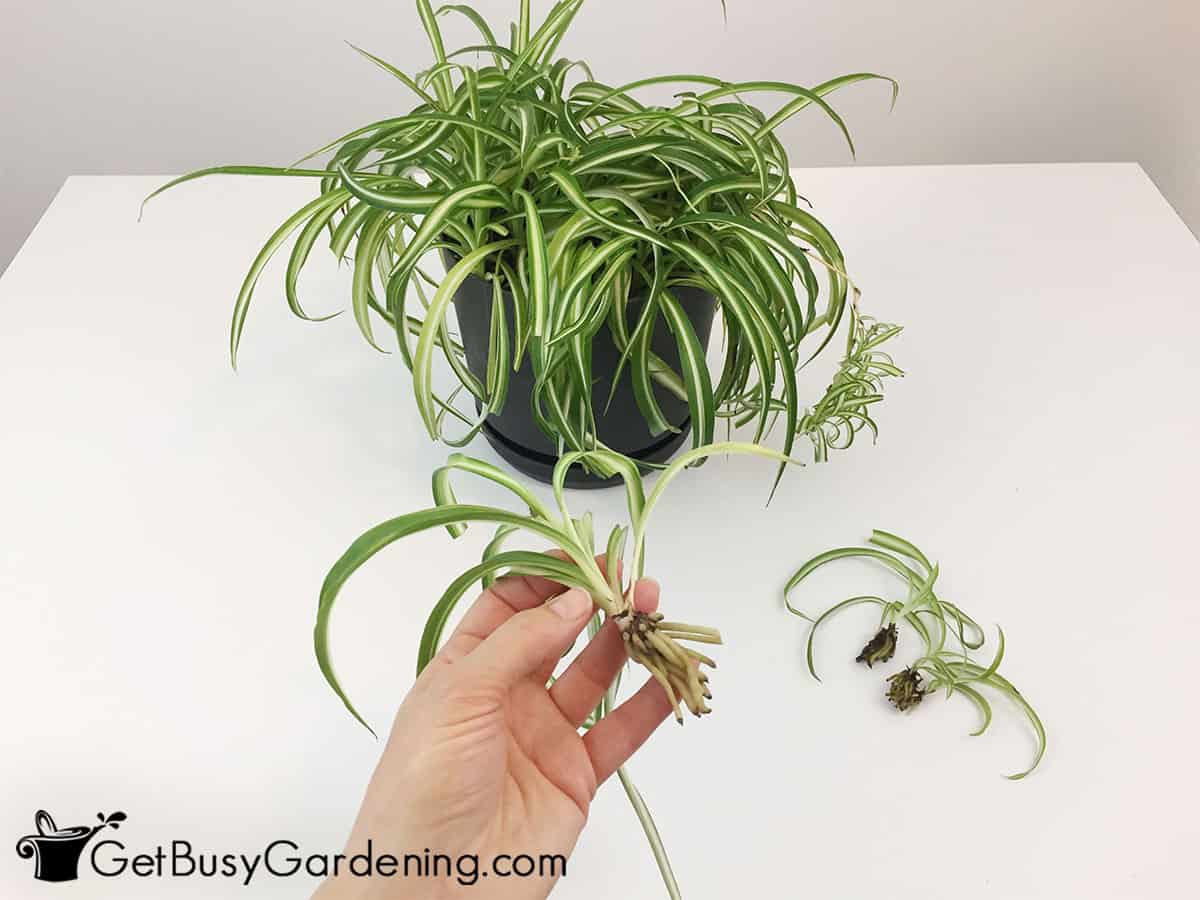 Spider plant propagation: simple tips for getting new plants for free