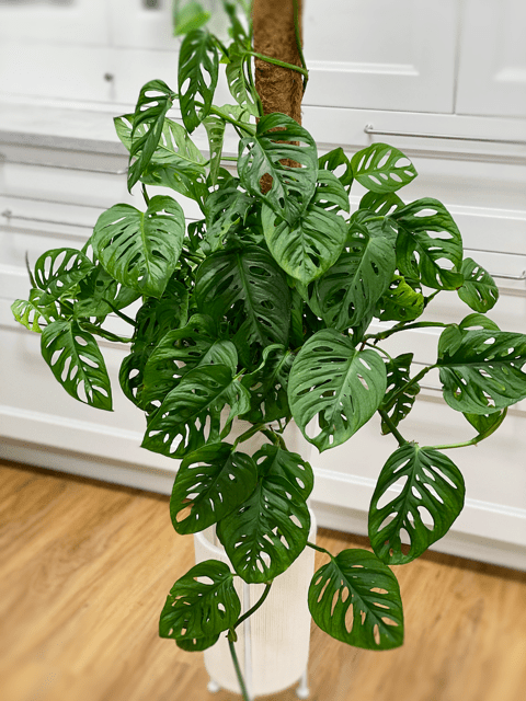 Swiss cheese plant care and growing tips: expert advice