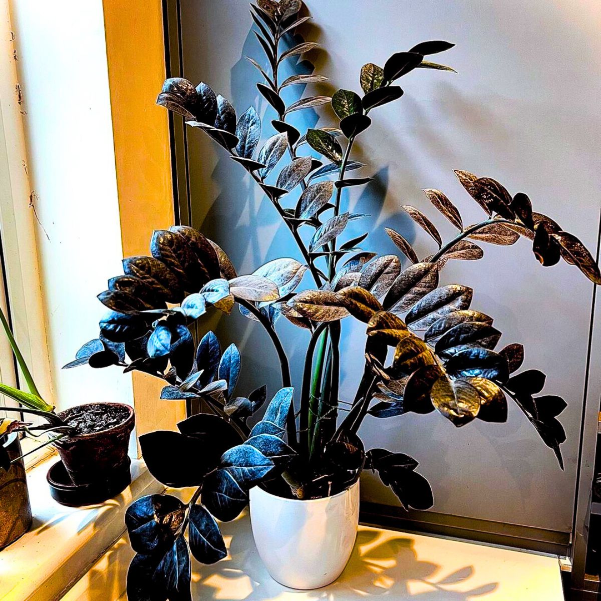 The best black plants: introduce dark and dramatic colours to your space