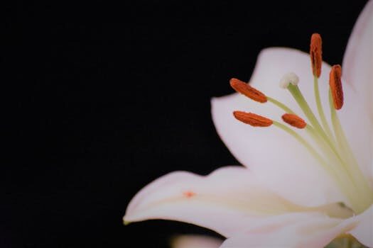 Types of lilies: 16 gorgeous varieties to consider