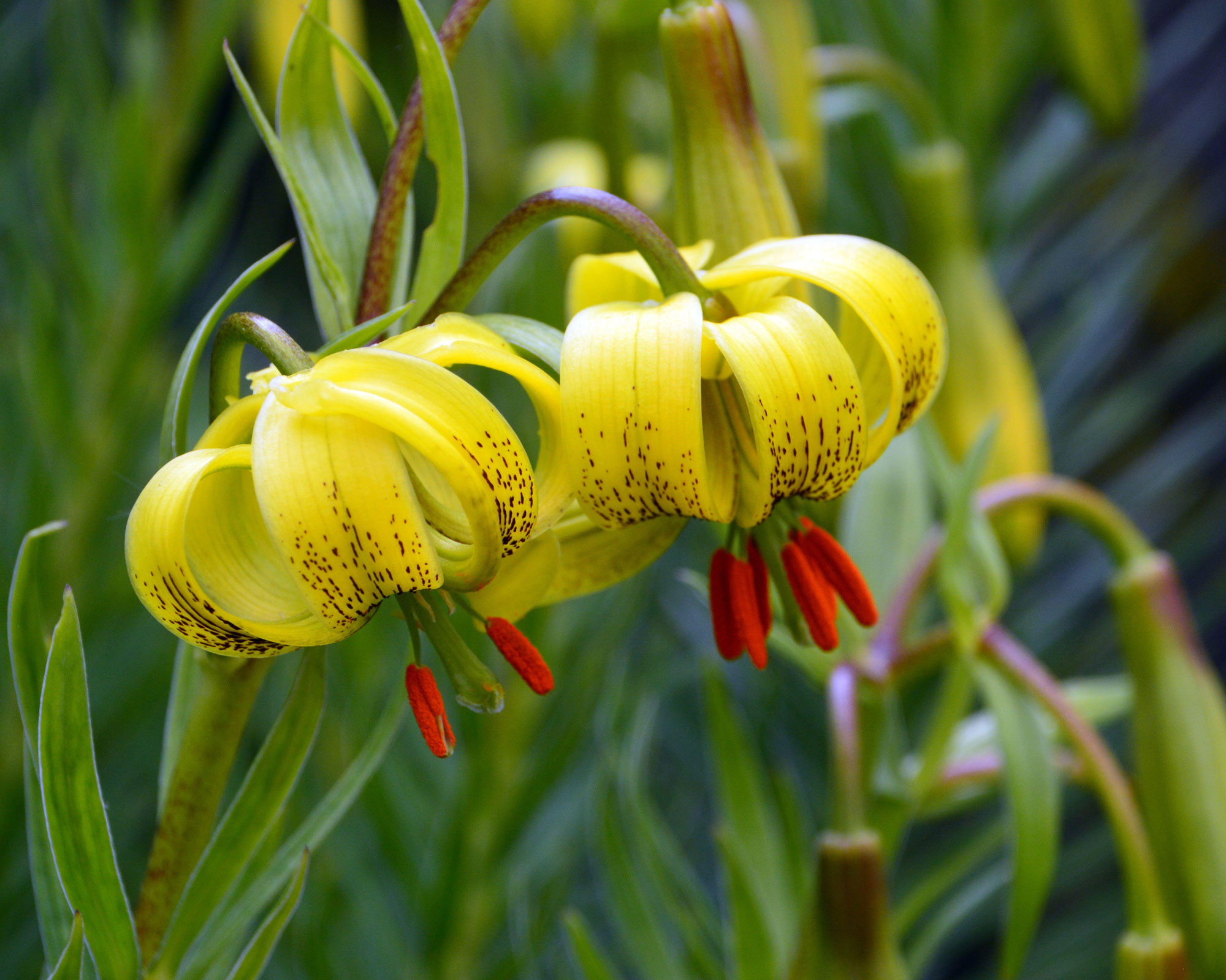 Types of lilies: 16 gorgeous varieties to consider