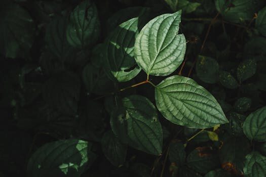 Types of red twig dogwood: 11 eye-catching varieties for your garden
