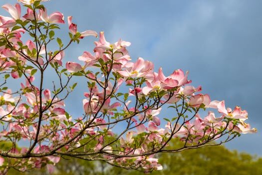 Types of red twig dogwood: 11 eye-catching varieties for your garden