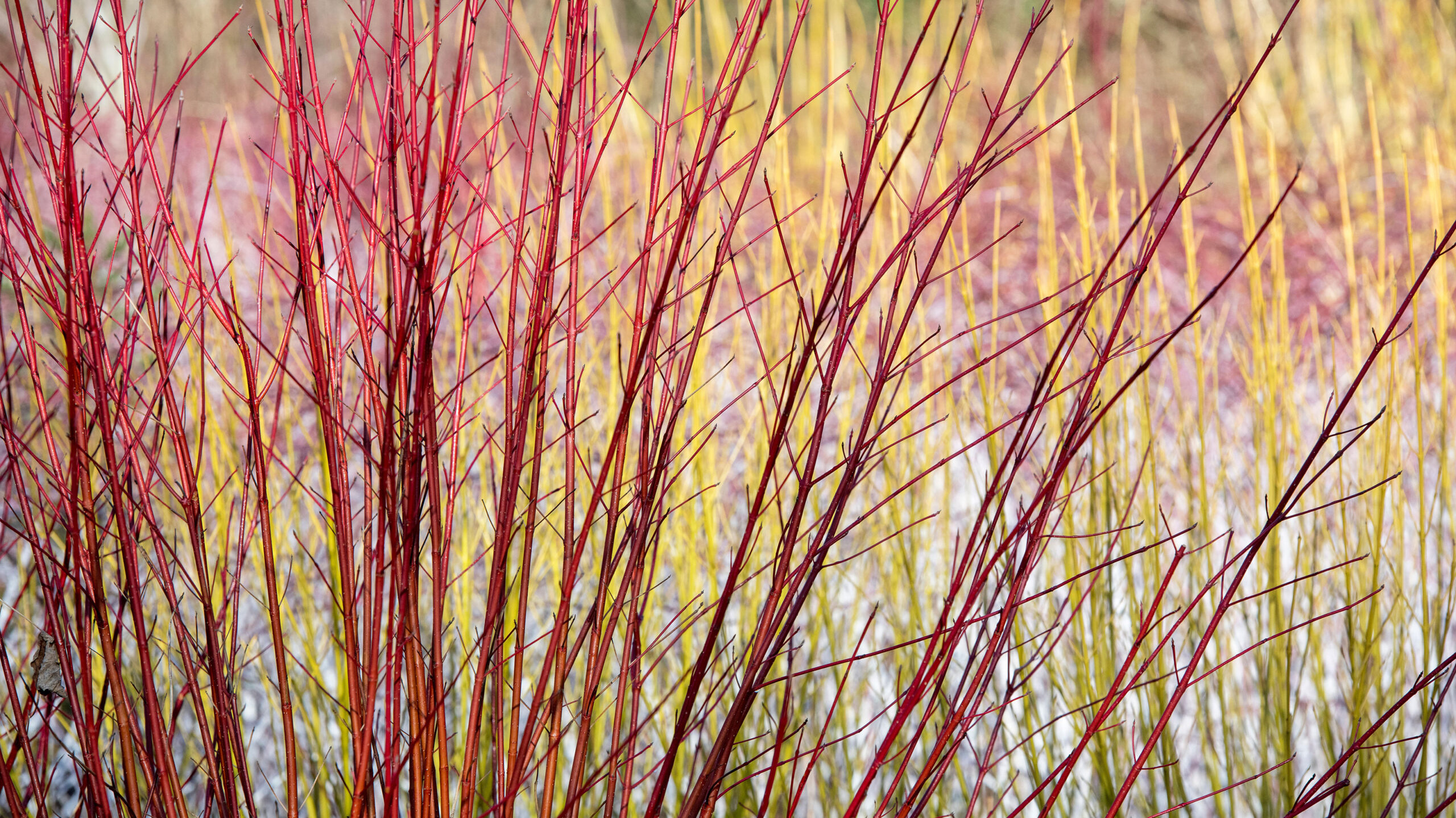 Types of red twig dogwood: 11 eye-catching varieties for your garden