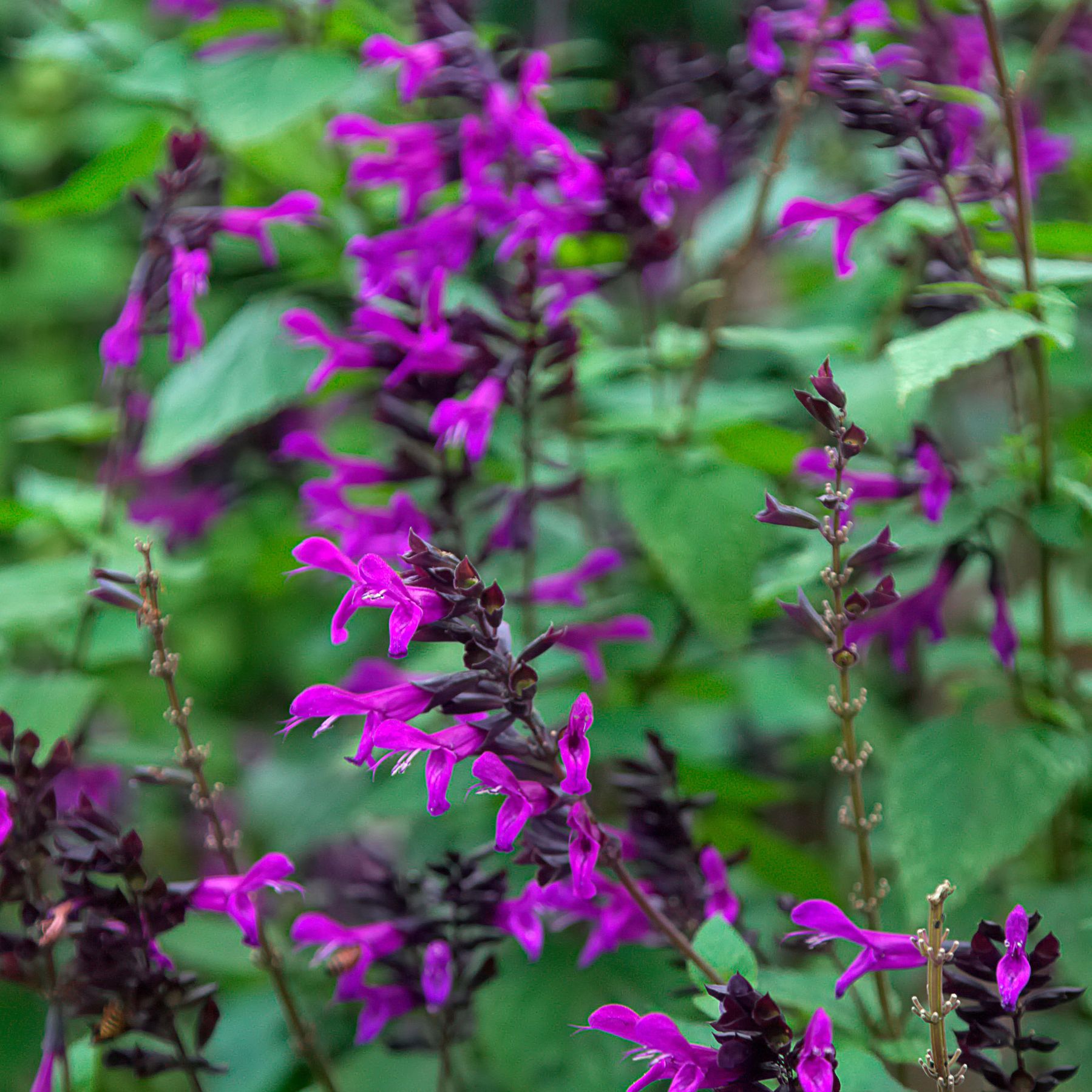 Types of salvias: 16 best varieties for beds, pots and borders
