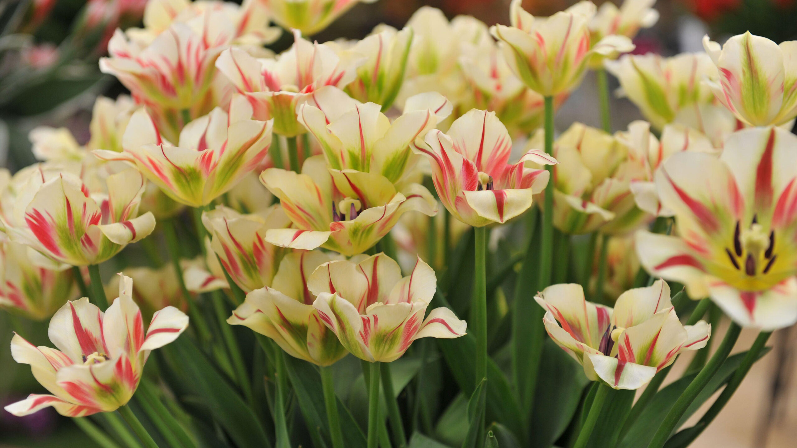 Types of tulips: 21 stunning varieties for your garden