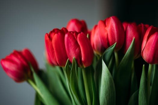Types of tulips: 21 stunning varieties for your garden