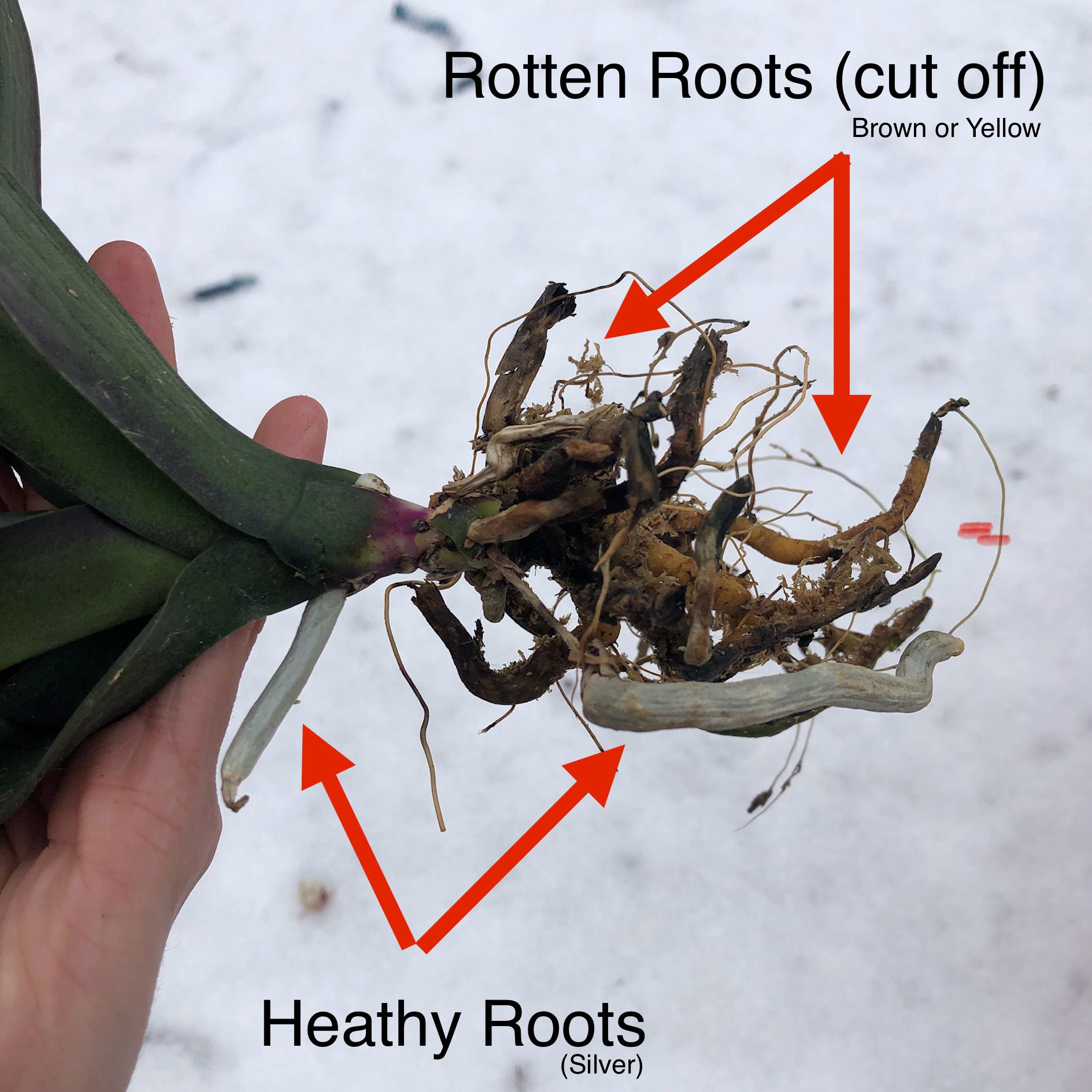What causes orchid root rot and how to solve it?