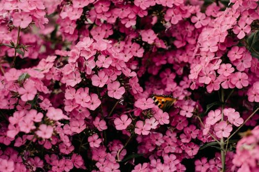 What to plant in July: 12 beautiful flowers to sow and grow