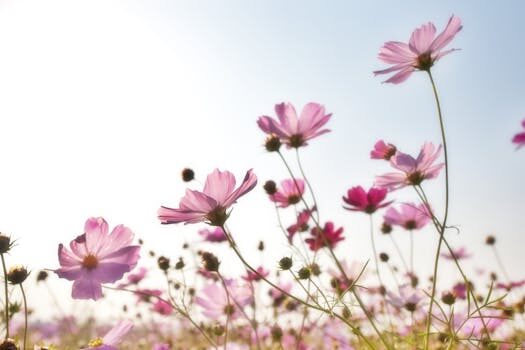 What to plant in July: 12 beautiful flowers to sow and grow