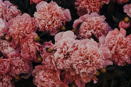 What to plant in July: 12 beautiful flowers to sow and grow