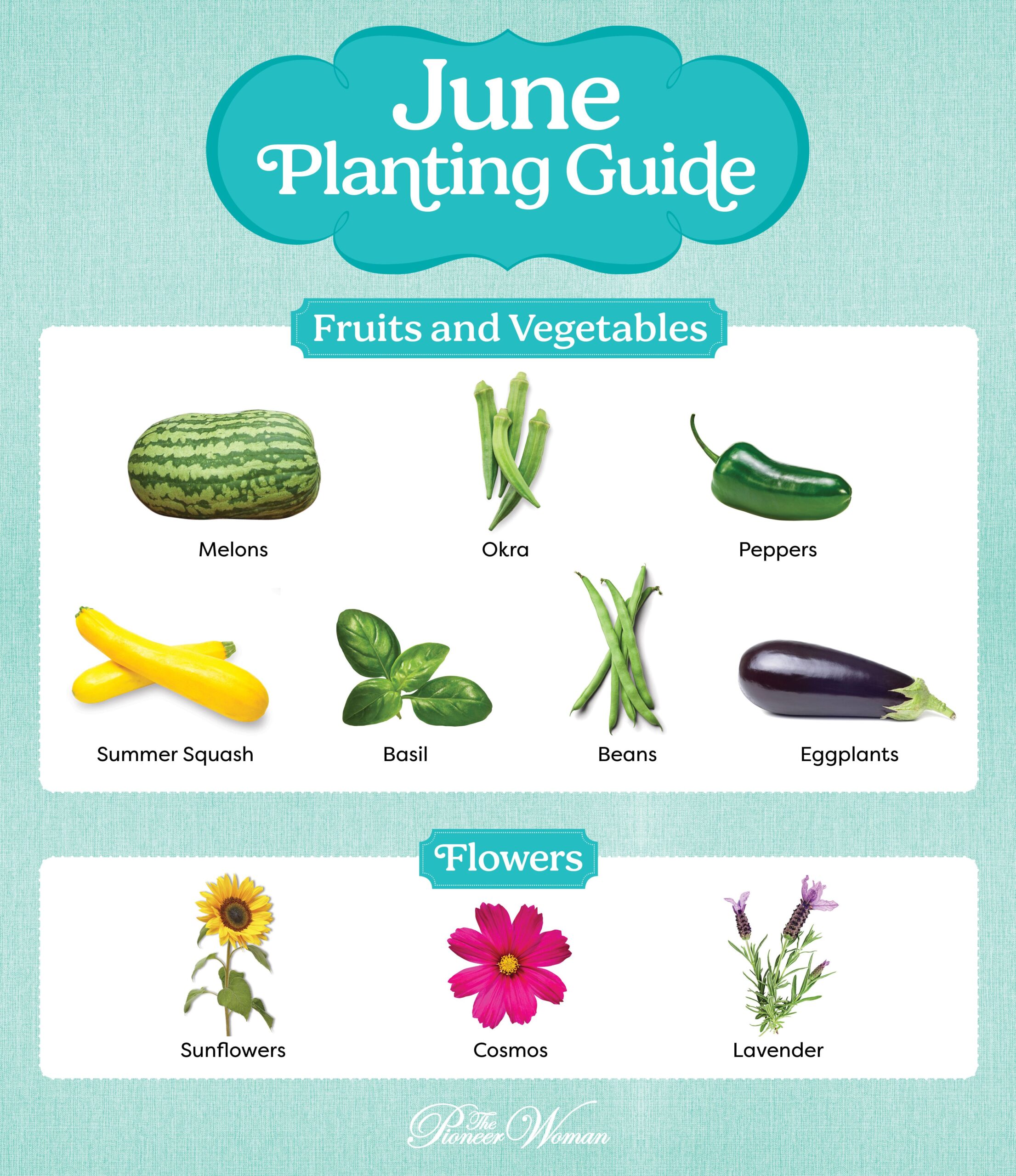 What to plant in July: 12 beautiful flowers to sow and grow