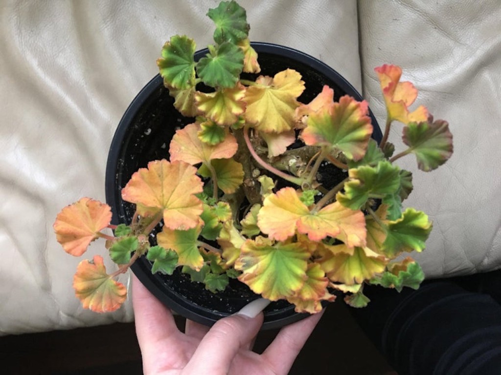 Why are my geranium leaves turning yellow? We reveal the likely reasons