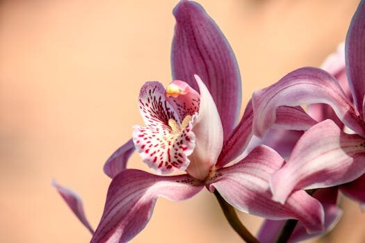 Why are my orchid leaves drooping? 6 reasons to consider